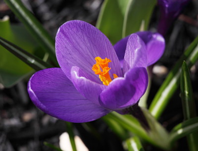 A crocus